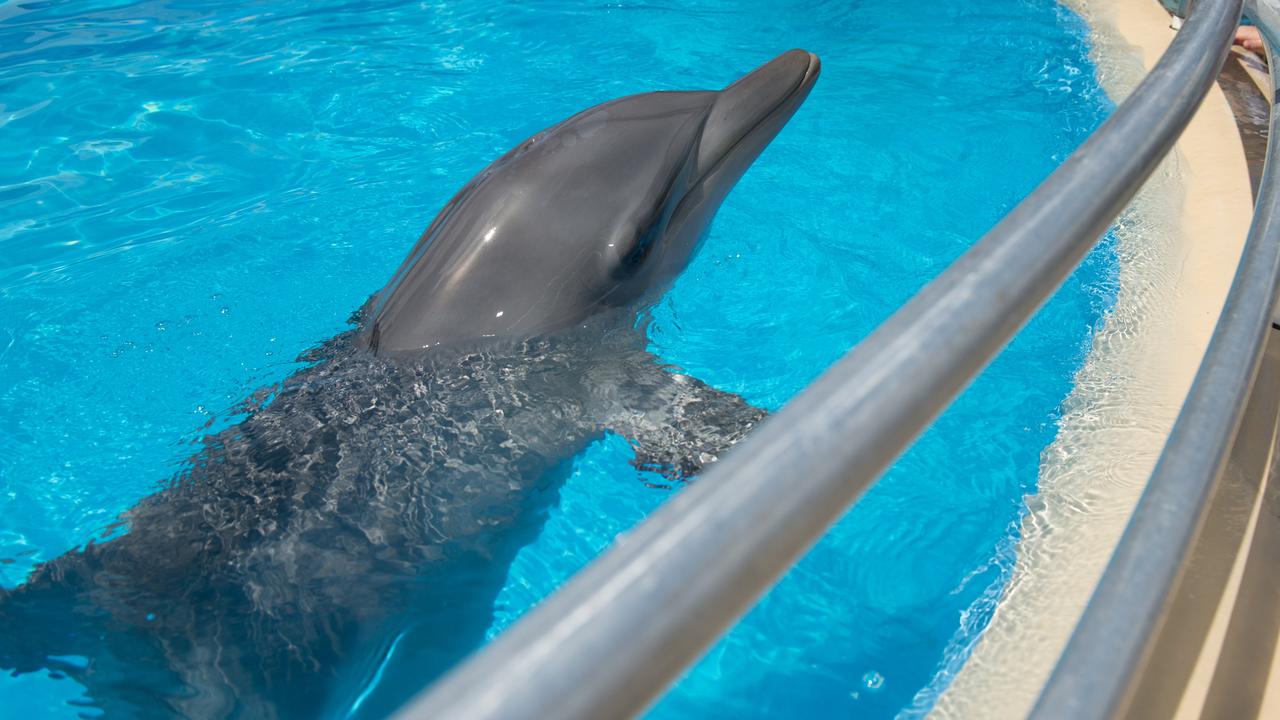 How To Spell Dolphin KhalidKalum