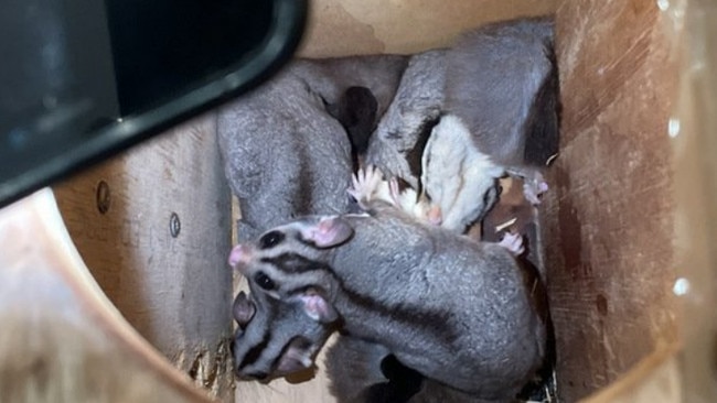 Sugar gliders allegedly seized from the Williamtown property. Picture: Department of Climate Change, Energy, the Environment and Water.