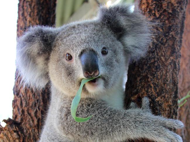 The Great Koala National Park proposal would take in 315,000 hectares of hinterland forest. Photo courtesy of Taronga Zoo