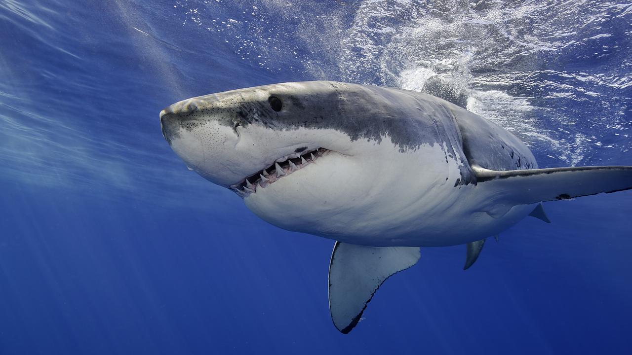 Earth's magnetic field is used by sharks as GPS, Florida State University  researchers find