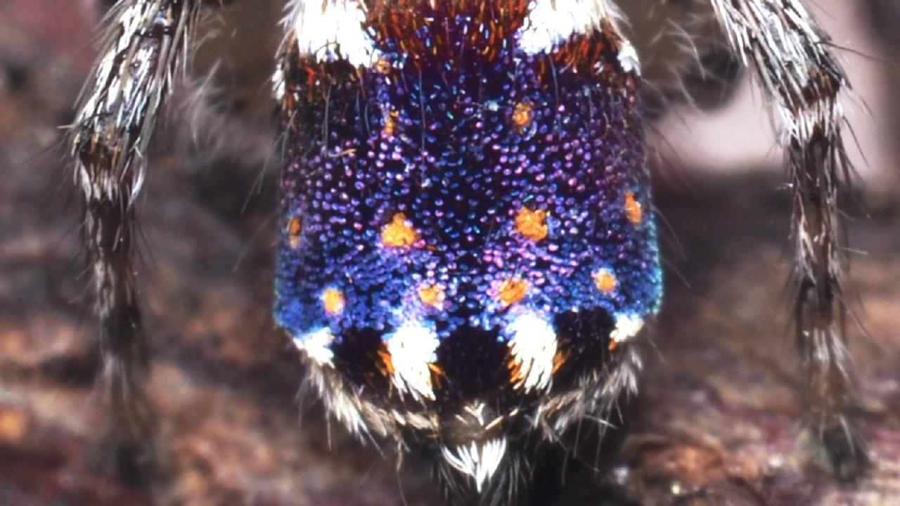 I travelled Australia looking for peacock spiders, and collected 7 new  species (and named one after the starry night sky)