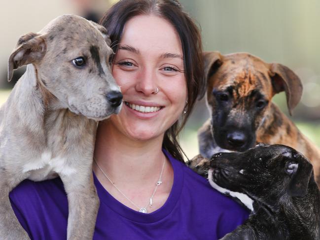 Shelters are filling again because people can't afford everyday cost of living and rental increases, let alone the cost of a pet. AWLQ Rehoming manager Mikaela Thrift with English Staffordshire Terrier pups Lester, Loyal and Areo. Picture: Glenn Hampson.