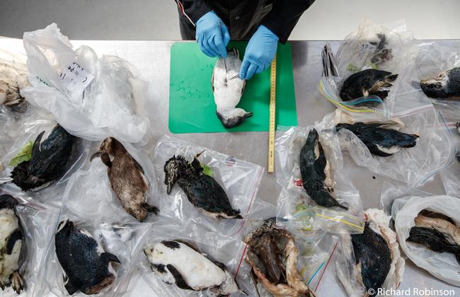 Our impact winner: Deceased little penguins, Massey University, Auckland. Picture: 2020 Australian Geographic Nature Photographer of the Year Awards