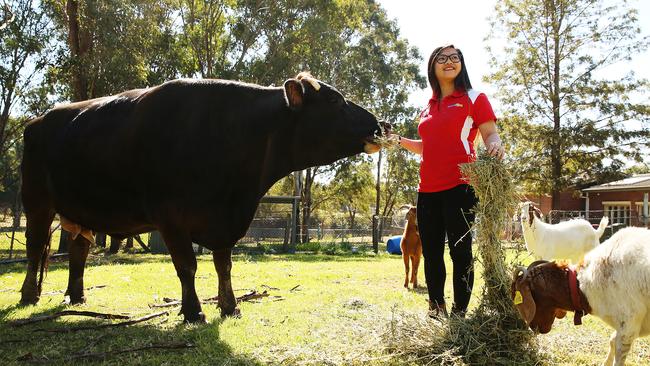 Shelter worker Lexi Zerna feeds Daisy the cow and goats at lunchtime.