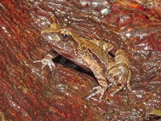 The Kroombit Tinker Frog is considered critically endangered