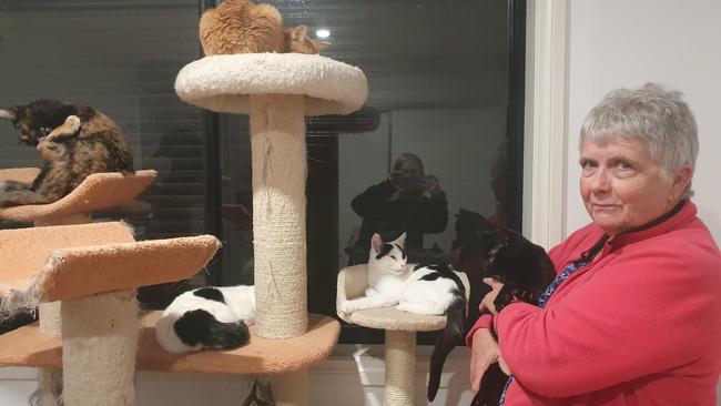 Albury-Wodonga Animal Rescue cat co-ordinator Rae Smith with rescue kittens at The Hub.