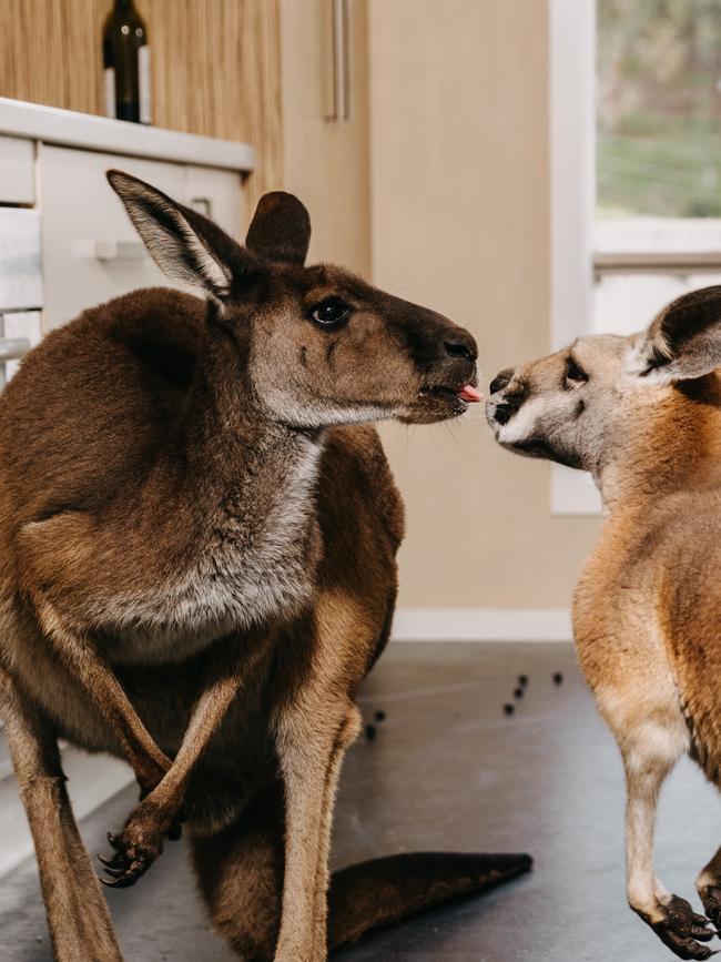 Yummmm! Sharing is what good friends do. Picture: Robert Lang