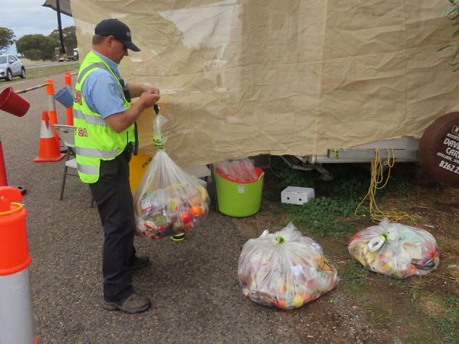 Biosecurity Inspection Officers weighing confiscated fruit andvegetables. Picture: Arj Ganesan