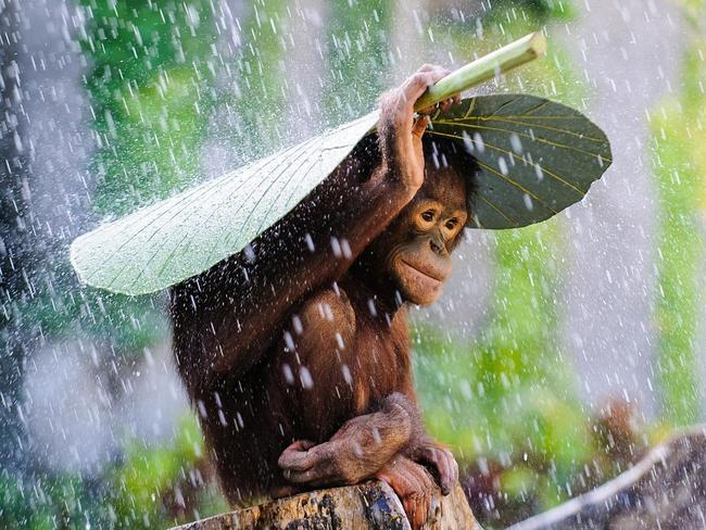 Orangutan In The Rain ... I was taking pictures of some Orangutans in Bali when it started to rain. Just before I put my camera away, I saw this Orangutan take a taro leaf and put it on top of its head to protect himself from the rain, and I immediately caught the moment. Location: Bali, Indonesia. Picture: Andrew Suryono (ID)/Siena International Photo Awards 2016