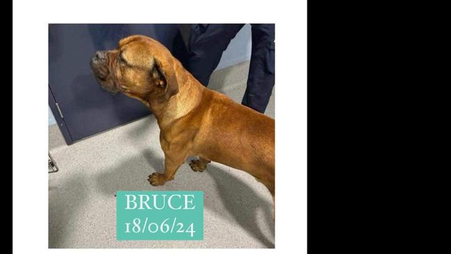 A screenshot from the Facebook group with a recent photo of Bruce.