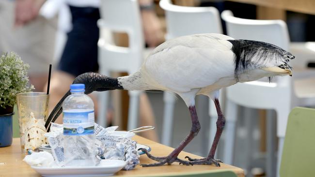 Ibis eating the scraps left by diners at Surfers Paradise. Picture: Mike Batterham