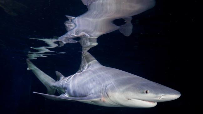 Speartooth Shark (Glyphis glyphis) is critically endangered. For National Threatened Species Day. Kids News.