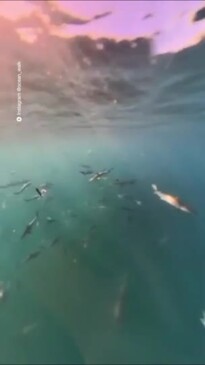 Hundreds of sharks filmed in water off Gold Coast