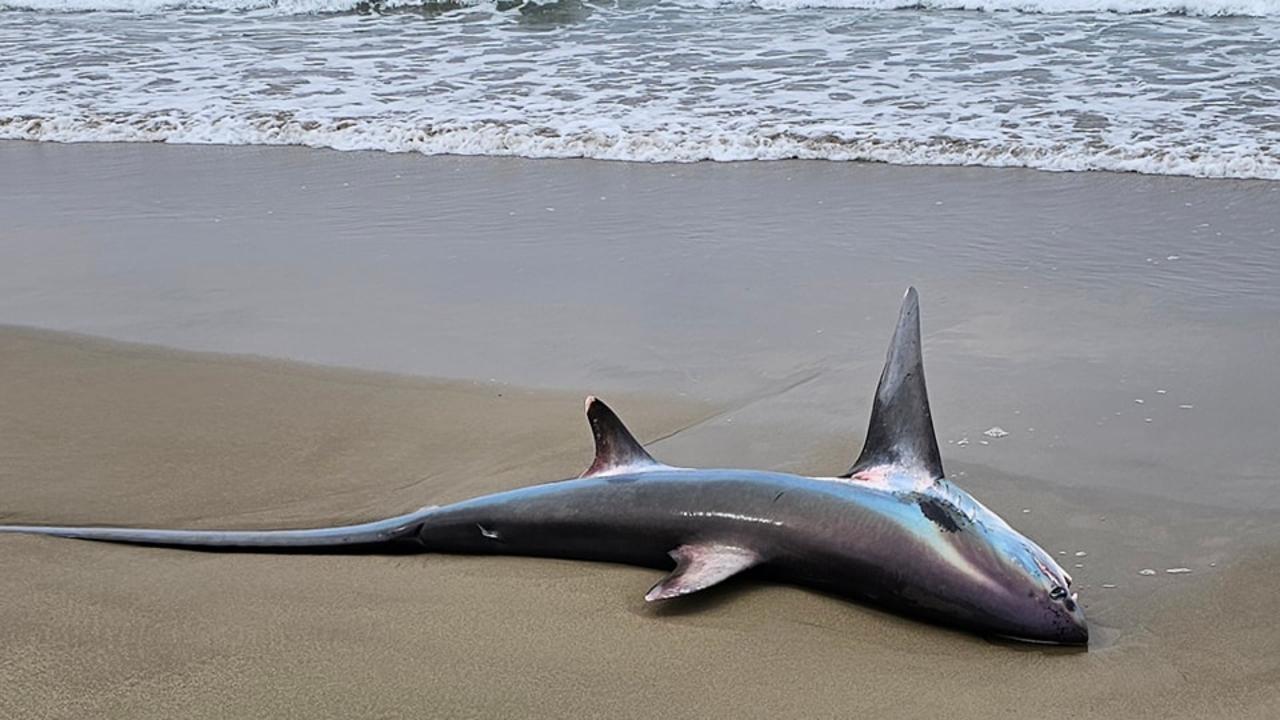 The shark is usually found in deep water. Picture: Facebook / Trapman Australia