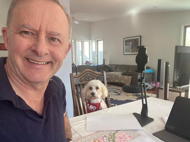 Opposition leader Anthony Albanese posted this picture on social media, saying “Working on my campaign launch speech with my iso companion, Toto. #isoday2.” Picture: Facebook