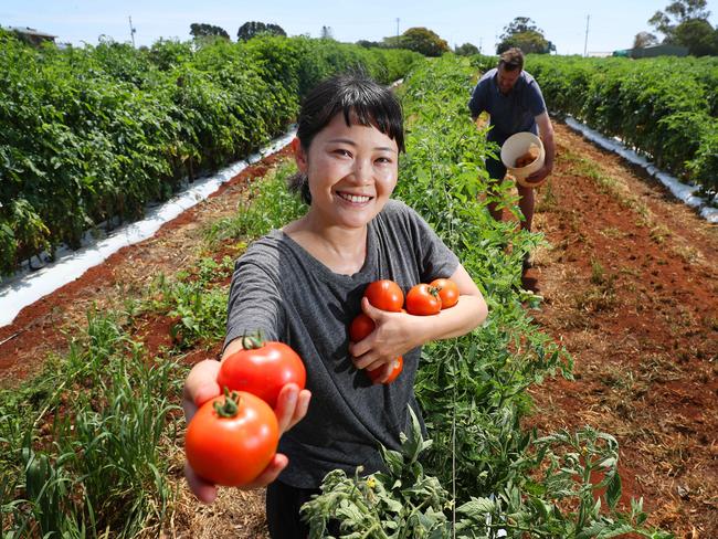 Japanese backpacker Aki Funada, 31 of Hiroshima, fruit picking tomatoes at Wellington Point Farm with farm's owner and operator Adrian Lynch, 46 of Wellington Point. Photographer: Liam Kidston.