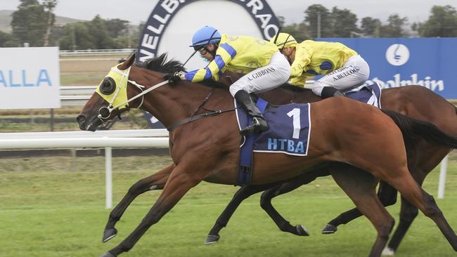 Braven winning his maiden at Muswellbrook earlier this month. Picture: Bradley Photos