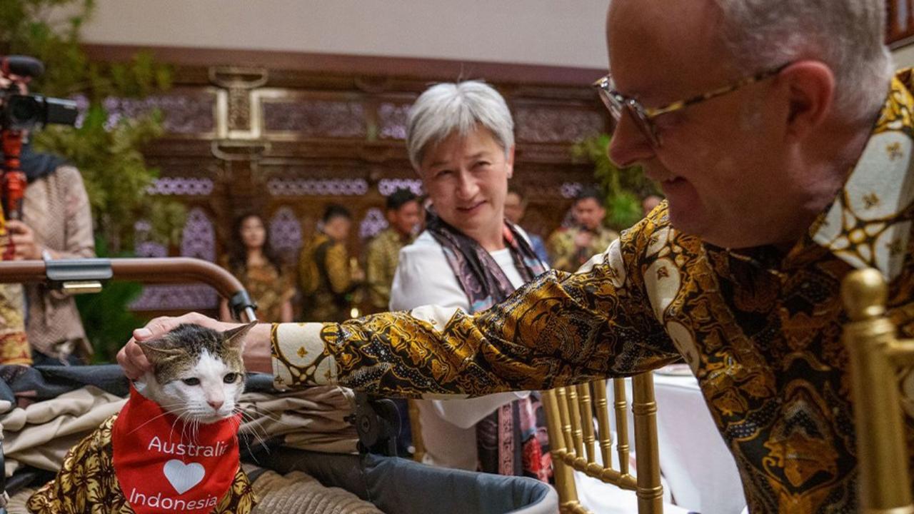 Albo’s surprise gift to president’s cat