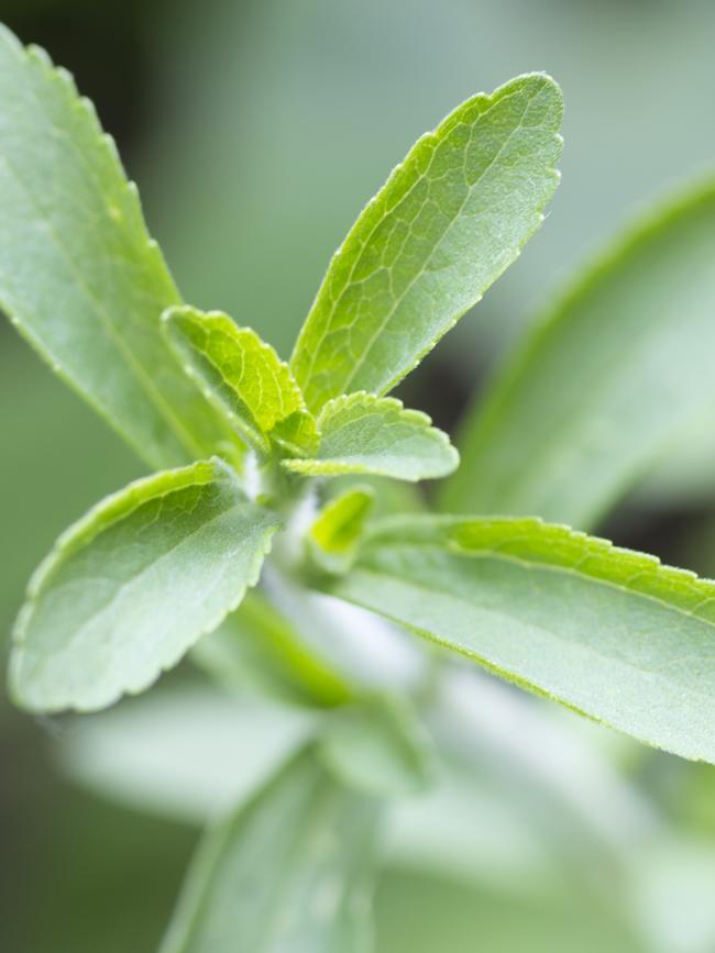 Stevia