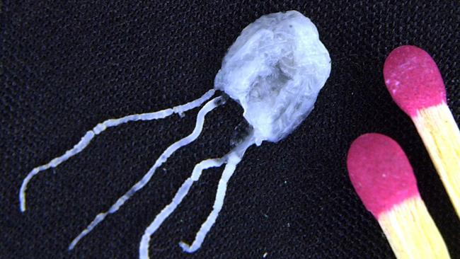 A tiny but fully grown deadly Irukandji jellyfish lies next to match sticks for size comparison. (AP Photo/Brian Cassey, File)