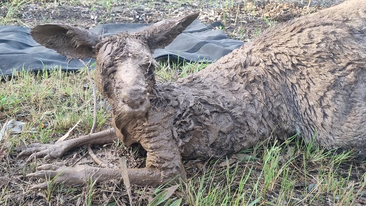 A soaked and muddied kangaroo that was rescued in the Greater Shepparton area. Picture: Bohollow Wildlife Shelter