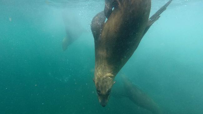 Seals near Montague Island. Picture: Toby Zerna