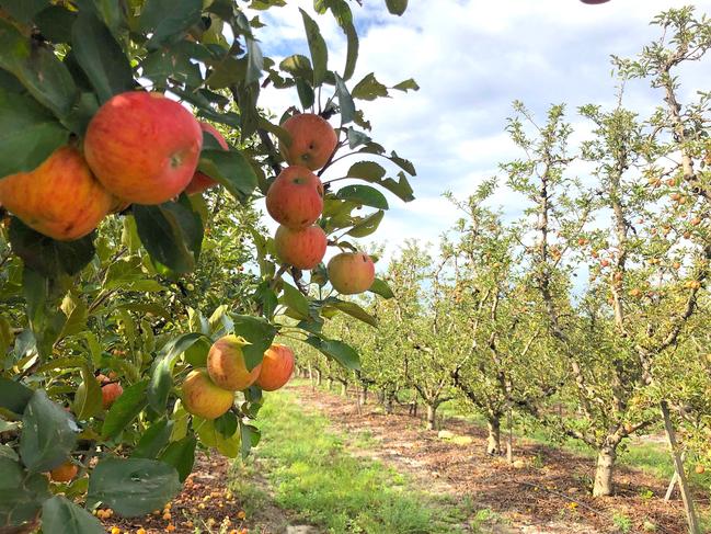 Stanthorpe Apple Orchard