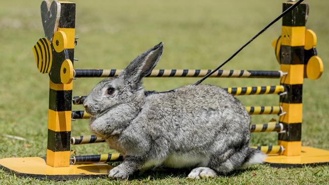 Even aptly-named Chinny enjoys jumping. Picture: Jerad Williams