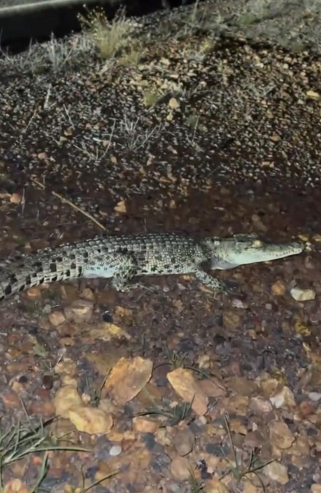 The baby croc interrupted the Top End family's journey home to Bee's Creek. Picture: Five Acre Family