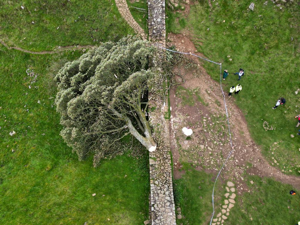 'Sycamore Gap' tree on Hadrian's Wall now lies on the ground, leaving behind only a stump in the spot it once proudly stood in northeast of Haltwhistle, England. Picture: Getty Images.