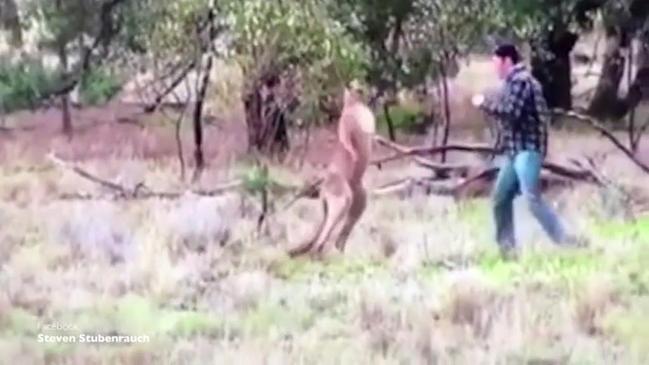 Man appears to punch kangaroo in the face