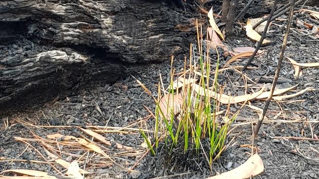 From the ashes of the Gospers Mountain fire new plantlife is already starting to sprout up in Bilpin. Picture: Katrina Garnett