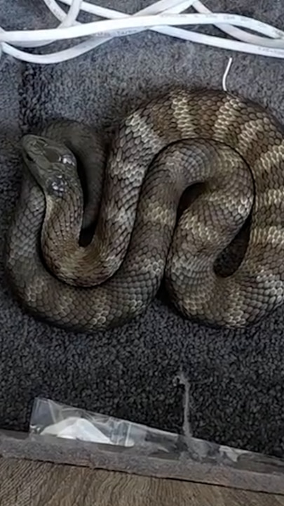 Terrified Aussie finds one of the world’s deadliest snakes next to her bed