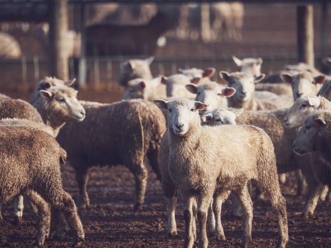 Andrew Edgar of Cuyuac at Nareen, with some of his sheep flock.