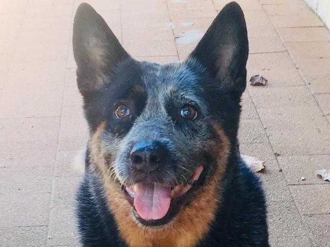 Dogs of Oz. Australia's Top Dog finalists. NTFunny and smart. Cass female Picture: Pete Dunford