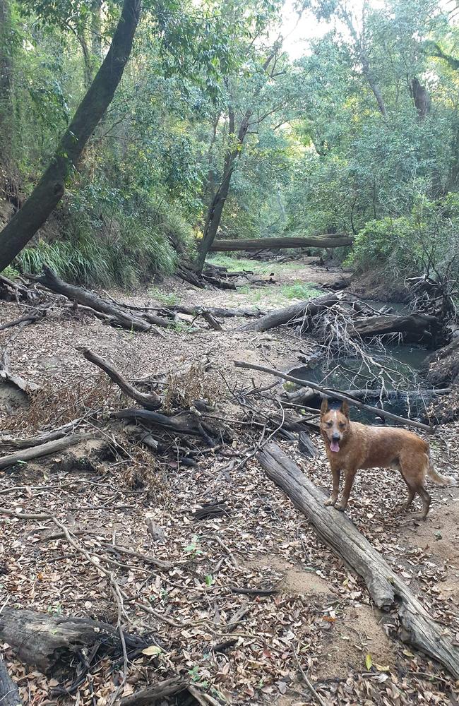 Ben Waters reported seeing three dead Mary River Cod in Six Mile Creek at the back of his Mothar Mountain property. December 20, 2023.