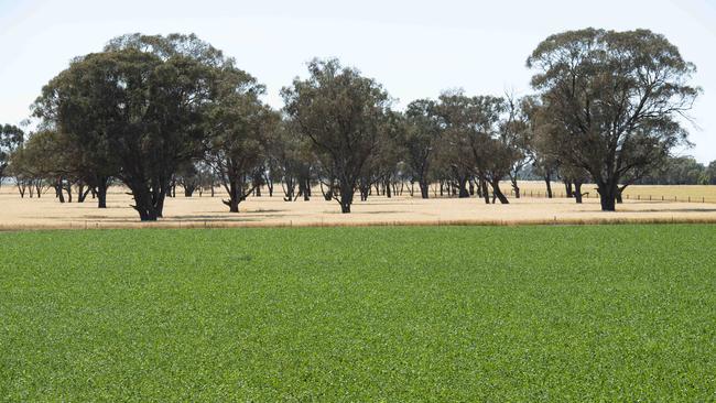 Irrigated crops are shaping up well at Timmering this season. Picture: Zoe Phillips