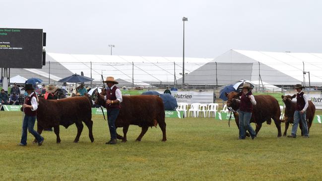 The Nutrien Ag Solutions Stud Cattle Parade of Champions at Beef Australia 2024. Picture: Aden Stokes