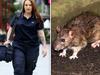 Plague of Sydney ‘super-rats’ run rampant after lockdown