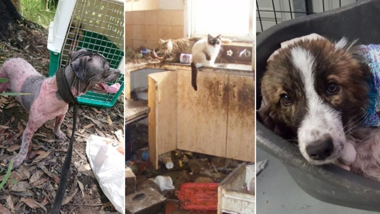 RSPCA calls for tougher animal cruelty laws to stop hoarders | Daily  Telegraph
