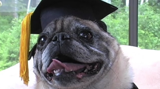 Neil Lennie bought his certificate from an illegal diploma mill in Texas that also gave an MBA to Chester the pug. Picture: Supplied