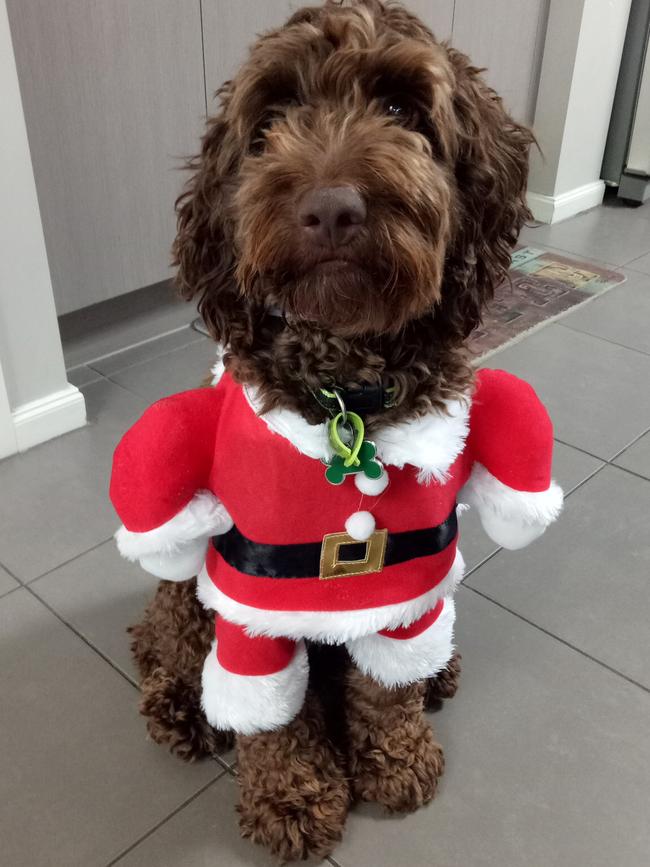 Spud in his Santa costume in Carrum Downs. Picture: Lisa Demezieres