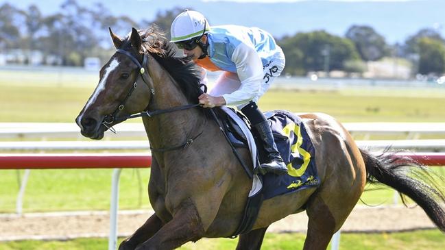 State Of America has been the victim of bad luck at his past two starts but can turn that around at Gosford on Thursday. Picture: Bradley Photos