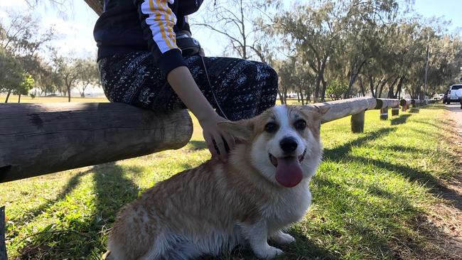 Missing dog Haku, the beloved pet corgi.