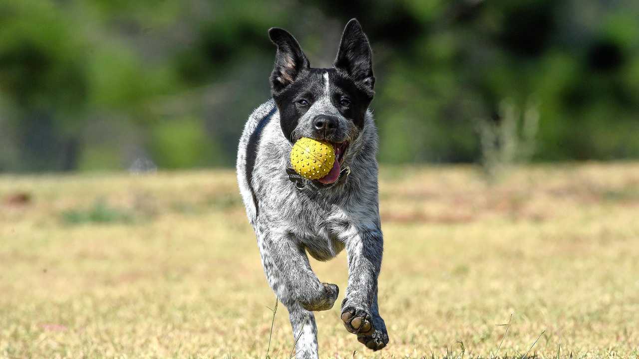 The council will continue its pet inspection program. Picture: Marc Stapelberg