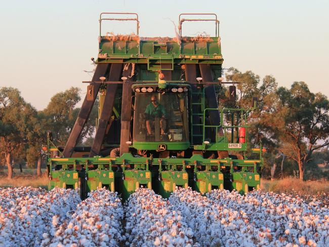 FOCUS: Picking the cotton crop at the Storrier family's Riverview Farming at Hillston, NSW.