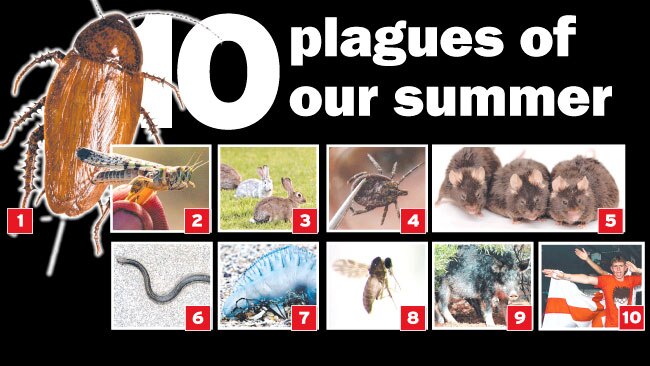 our-top-10-plagues-this-summer-daily-telegraph