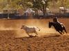 Speed dating, rodeo riding: What to expect at this year’s Katherine Show