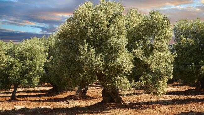 Ancient Cerignola olive trees in Apulia, Italy. Picture: Getty Images