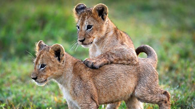 EMBARGO APPLIES - DO NOT PUBLISH BEFORE SUNDAY 5 FEBRUARY 2017 .. PLANET EARTH 2 .. Two lion cubs approximately 10 weeks old in the Okavango Delta, Botswana, about to follow their mother into the water. They are the newest members of a pride know as 'Swamp Cats' that specialise in hunting in the flooded Okavango wetlands. . Picture: Supplied